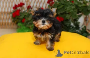 Дополнительные фото: Йоркширский терьера (йорки) щенки