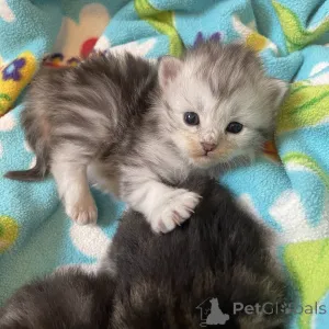 Фото №1. американский бобтейл длинношёрстный - купить в Bad Soden-Salmünster за договорная. Объявление №162296