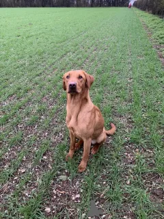 Дополнительные фото: У нас есть щенки лабрадора, которые ищут новый 5-звездочный дом и не работают