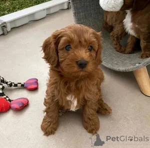 Фото №2 к объявлению №139075 о продаже кавапу - купить в Германии частное объявление, заводчик