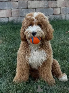 Фото №3. Знакомьтесь, Майло, наш веселый маленький исследователь! Умный, любящий и всегда.  Финляндия