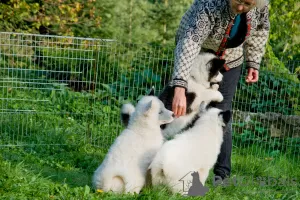 Дополнительные фото: Очаровательная собачка - якутский удав