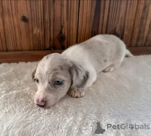 Фото №3. Таксы, приученные к туалету.  США