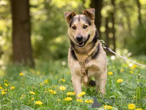 Фото №4. Продажа беспородную в Москве реке частное объявление - цена Бесплатно