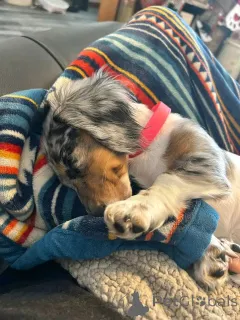 Фото №1. такса - купить в Берлине за 51022₽. Объявление №164806