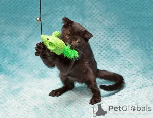 Дополнительные фото: Роскошный черный котенок Марио, метис шотландской вислоухой ищет дом