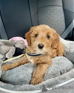 Фото №2 к объявлению №156421 о продаже лабрадудля - купить в Австрии частное объявление