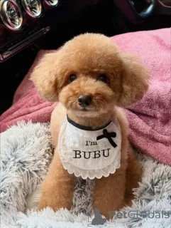 Фото №2 к объявлению №167646 о продаже пуделя (той) - купить в Германии частное объявление, из приюта