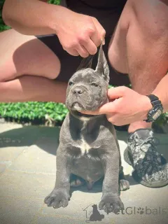 Дополнительные фото: Щенки кане корсо