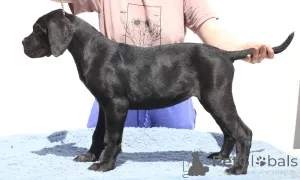 Фото №3. Калипсо из SPQR Corso.  Румыния