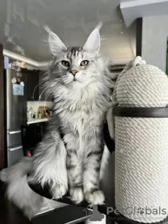 Дополнительные фото: Maine-Coon-Kätzchen/Katzen Zu Verkaufen