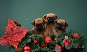 Фото №1. пти-брабансон - купить в Московский за 50000₽. Объявление №161856