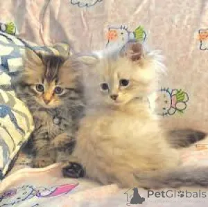 Фото №3. Котята Schattige Siberische Zoeken een nieuw thuis.. Бельгия
