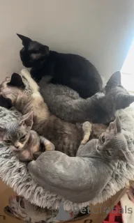 Фото №2 к объявлению №163022 о продаже девон рекс - купить в Великобритании заводчик