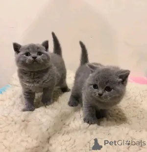 Фото №1. британская короткошёрстная - купить в Таллине за 51022₽. Объявление №161342