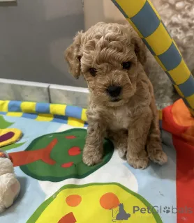 Фото №2 к объявлению №110122 о продаже бишон фризе - купить в Польше заводчик