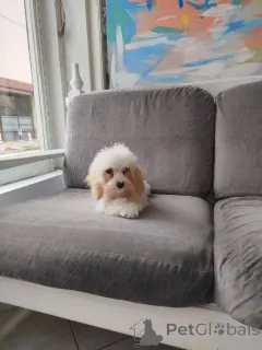 Дополнительные фото: Щенки той-пуделя