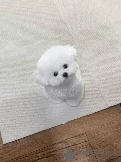 Фото №2 к объявлению №156664 о продаже мальтийскую болонку - купить в Германии заводчик