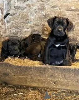 Фото №3. Cane Corso Puppies для усыновления.  Австралия