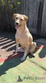 Фото №1. беспородная - купить в Москве реке за Бесплатно. Объявление №148956