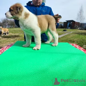 Дополнительные фото: Central Asian shepherd dog Alabai Алабай САО