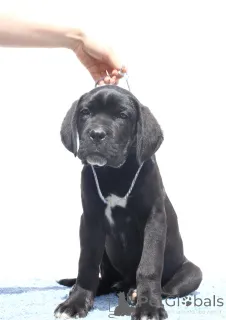 Дополнительные фото: Катанута Дамиан