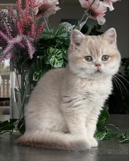 Фото №3. От мерцающей шерсти до нежной природы у котят шиншиллы есть все. Германия