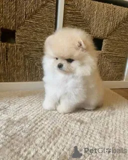 Фото №3. Померания-Welpen zu vermitteln..  Австрия