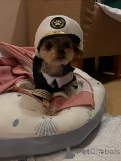 Фото №4. Продажа йоркширского терьера в Берлине частное объявление, из приюта - цена 51022₽