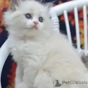 Фото №3. Ragdoll-pentuja myytävänä lähellani. Финляндия