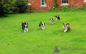 Фото №4. Продажа бордер-колли в Кинтае частное объявление - цена 92767₽