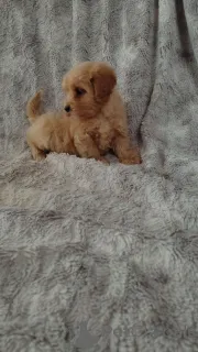 Фото №2 к объявлению №160296 о продаже мальтипу - купить в Финляндии частное объявление