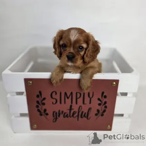 Фото №3. Познакомьтесь с Оливером, нашим очаровательным маленьким джентльменом с сердцем,.  Швейцария