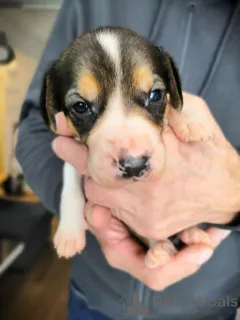 Дополнительные фото: Щеночки русской Гончей.