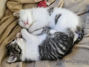 Фото №1. американская короткошёрстная - купить в Плохой Хомбург перед высотой за договорная. Объявление №162297