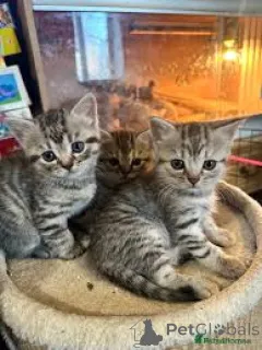 Фото №1. европейская короткошерстная - купить в Берне за 46384₽. Объявление №163128