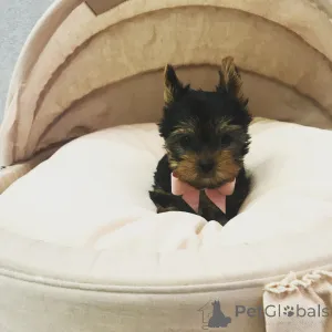 Дополнительные фото: Очаровательные щенки на продажу