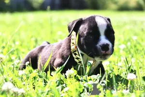 Фото №4. Продажа американского булли в Раменском из питомника - цена 70000₽