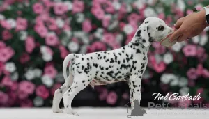 Дополнительные фото: Изысканные Dalmatian Puppies Champion Champion Bloselines, готовые к любящим