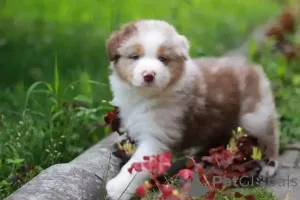 Фото №4. Продажа австралийскую овчарку в Базель частное объявление - цена 69575₽