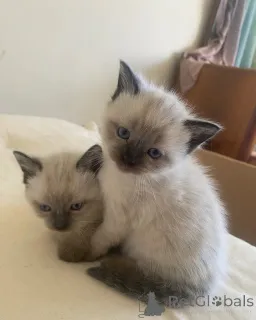 Фото №1. священная бирма - купить в Эркнер за 32468₽. Объявление №148348