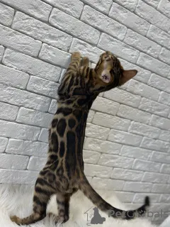 Фото №4. Продам бенгальскую в Майами частное объявление, из питомника, заводчик - цена договорная