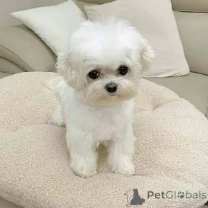 Фото №3. Познакомьтесь с Лукой, маленьким стражем с огромным сердцем..  Германия