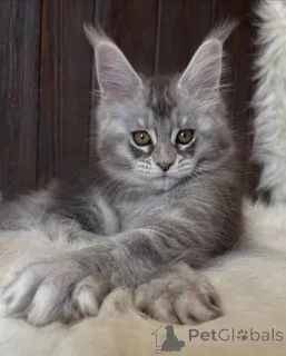 Дополнительные фото: Большое сердце, большие лапы Атлас несет в себе любовь, как легенду.