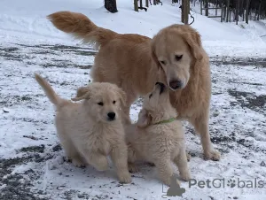 Фото №2 к объявлению №163717 о продаже золотистого ретривера - купить в Бельгии заводчик