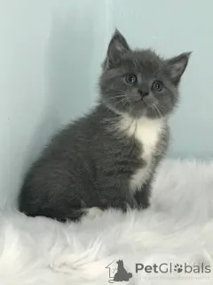 Фото №2 к объявлению №140366 о продаже шотландская (скоттиш страйт) - купить в США частное объявление