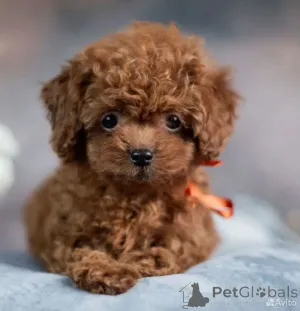 Фото №2 к объявлению №162516 о продаже мальтипу - купить в Германии 