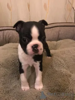 Дополнительные фото: Щенки Бостон-терьера