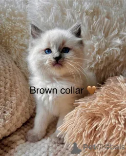Дополнительные фото: Purebred Ragdoll Kittens доступны для усыновления.
