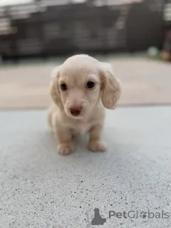 Фото №3. Здоровые, игривые мини-таксы ищут постоянную семью.  Австрия